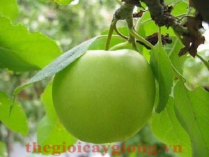 Giống cây táo đại Giống cây táo đại