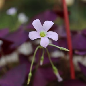 Cây bướm đêm trang trí không gian