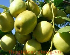 Giống cây táo đào vàng