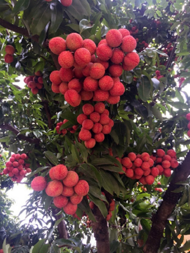 Giống cây vải thiều
