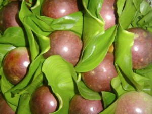 giống cây vú sữa