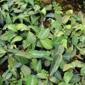 Cây giống cam xũng (lưỡi nhân)