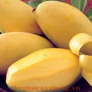 Giống cây xoài Cát Chu