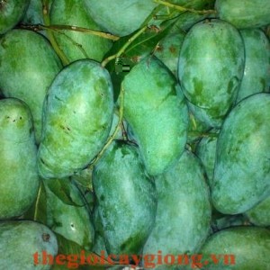 Giống cây xoài Thái Lan