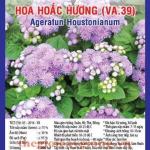 HOA HOẮC HƯƠNG