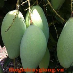 Giống cây xoài Đài Loan