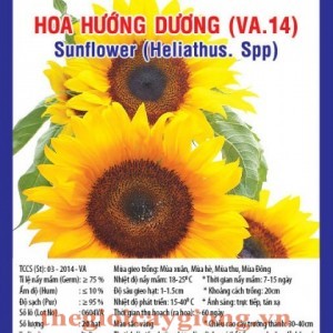 HOA HƯỚNG DƯƠNG