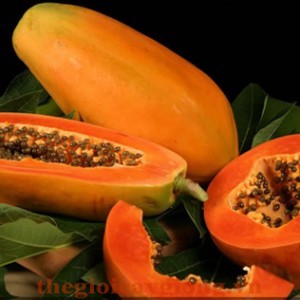 Giống cây đu đủ Thái Lan