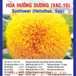 HOA HƯỚNG DƯƠNG