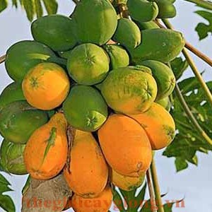 Giống cây đu đủ Đài Loan
