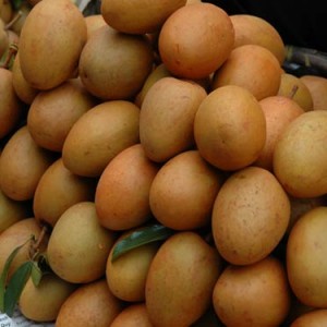 Giống hồng xiêm xoài