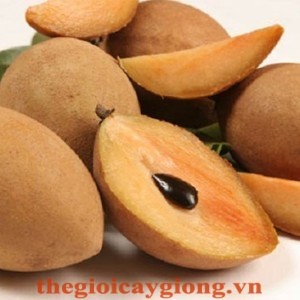 Giống hồng xiêm Xuân Đỉnh