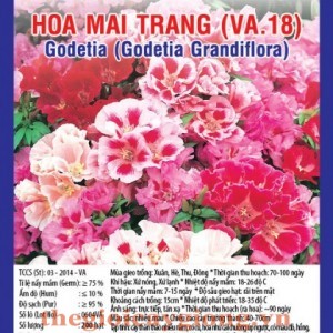 HOA MAI TRẮNG