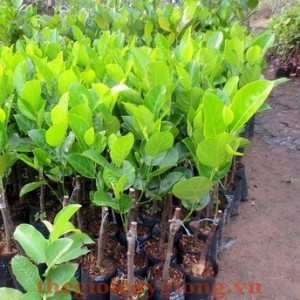 Giống mít không hạt