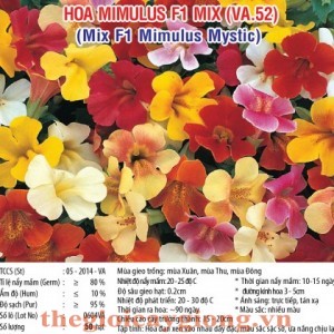 HOA MIMULUS