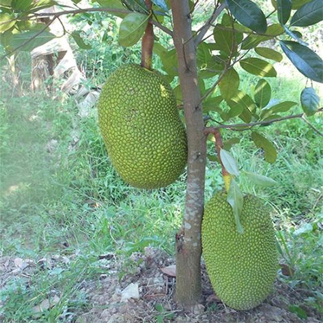 Giống mít Thái