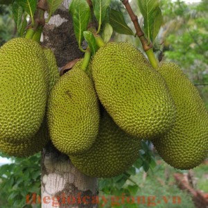 Giống mít Viên Linh
