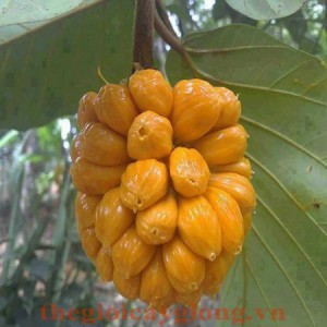 Mít tố nữ