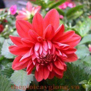 Hoa thược dược