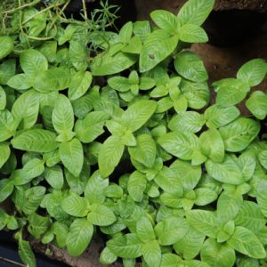 Bầu giống cây quế vị (xá xị)