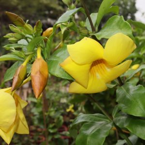Hoa huỳnh anh (đai vàng)