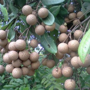 Nhãn muộn hưng yên