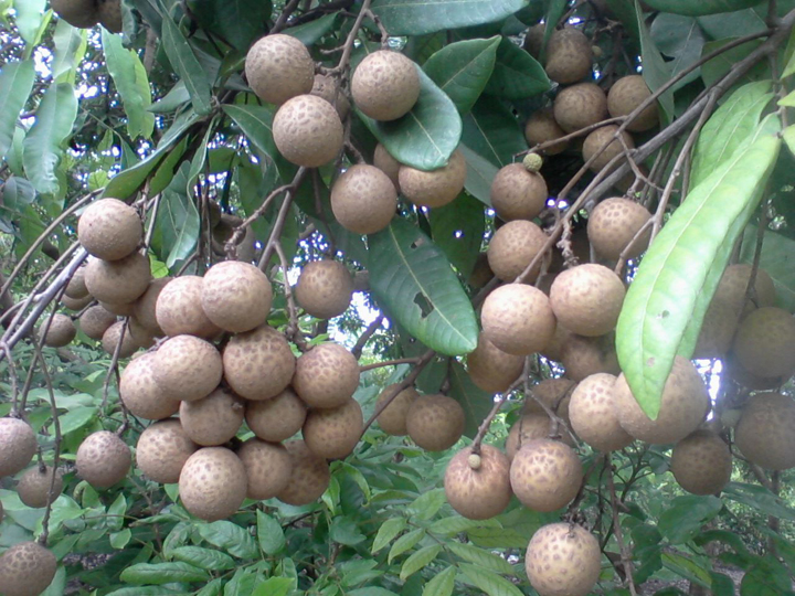 nhãn muộn Hưng Yên
