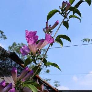 Cây giống hoa lan tỏi