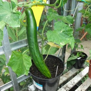 Cây giống dưa chuột Nhật cho dân hè phố