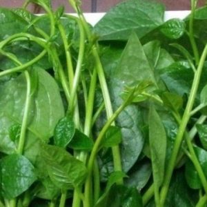 Hạt giống rau mùng tơi – nào mình cùng trồng rau sạch – 0966.446.329