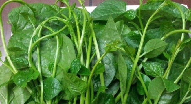 hạt giống rau mồng tơi