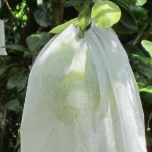 Túi bọc bưởi – muốn tăng năng suất nên mua ngay – LH: 0966.446.329