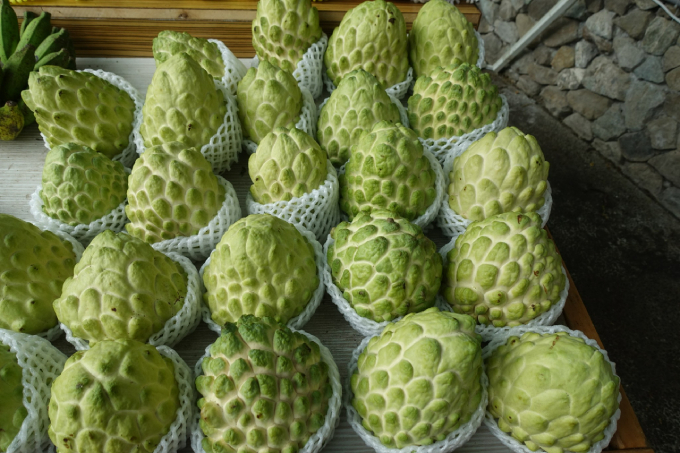 Na đài Loan 3