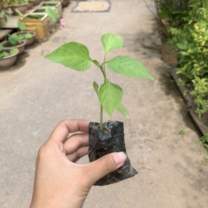 Cây ớt chuông chuẩn hàng, khỏe mạnh
