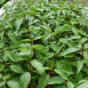 Hạt giống rau đay – tìm mua hạt giống rau sạch không khó – 0966.446.329