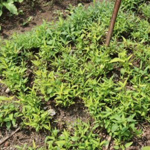 🌿Hạt giống rau muống – dễ trồng, nhanh thu hoạch