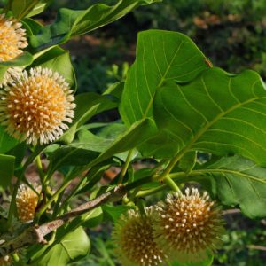 Cây giống gáo vàng