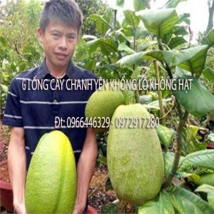 Cây giống chanh yên khổng lồ