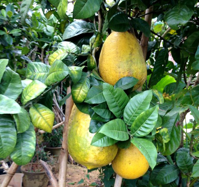Giống chanh yên khổng lồ chuẩn f1