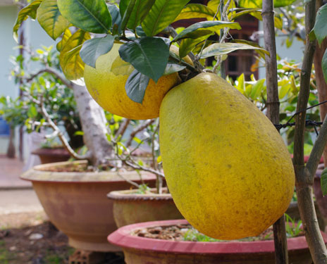 Giống chanh yên khổng lồ không hạt