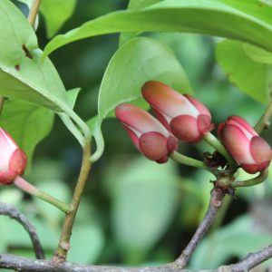 Cây giống na rừng
