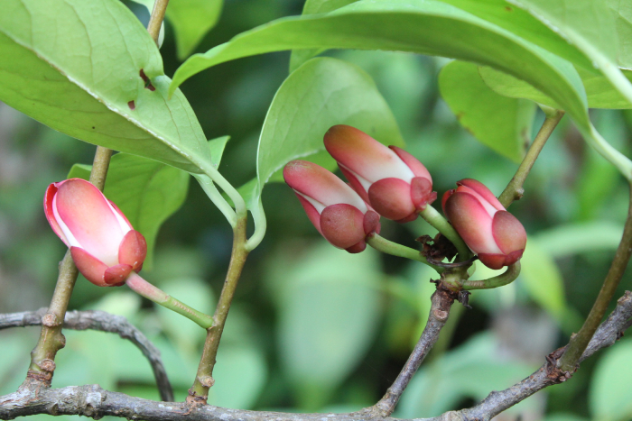 Na Rừng 7