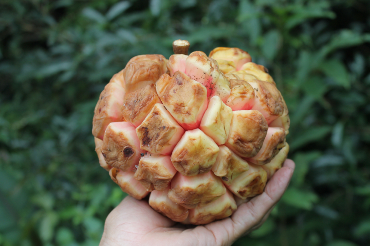 Na Rừng 8