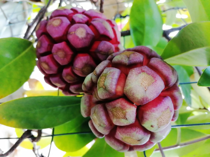 Na Rừng 2