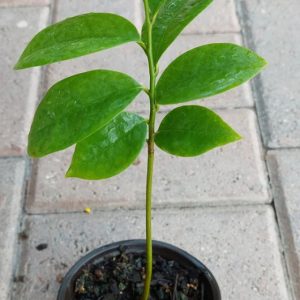 Cây giống mãng cầu gai (mãng cầu Xiêm)