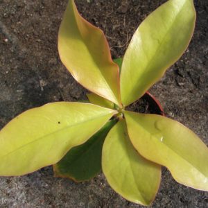 Cây chanh nho leo ( Lemon vine ) – Siêu thực phẩm dinh dưỡng