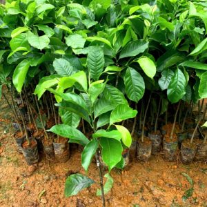 Giống cây dổi ghép