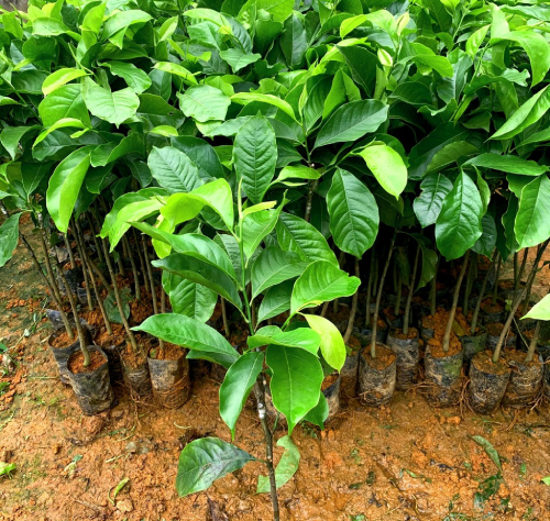 Dổi 2