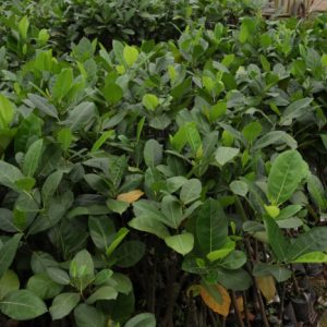 🌿Giống mít Thái siêu sớm