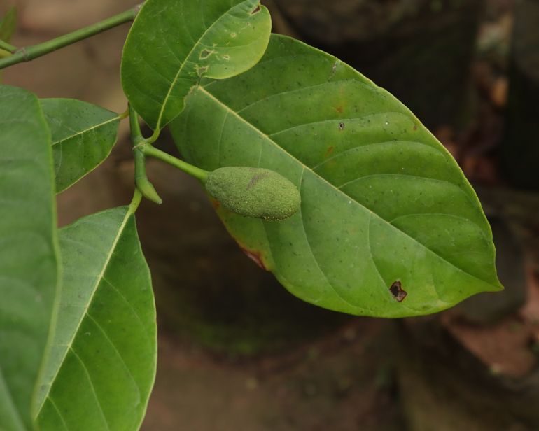 Mít Thái Siêu Sớm 6